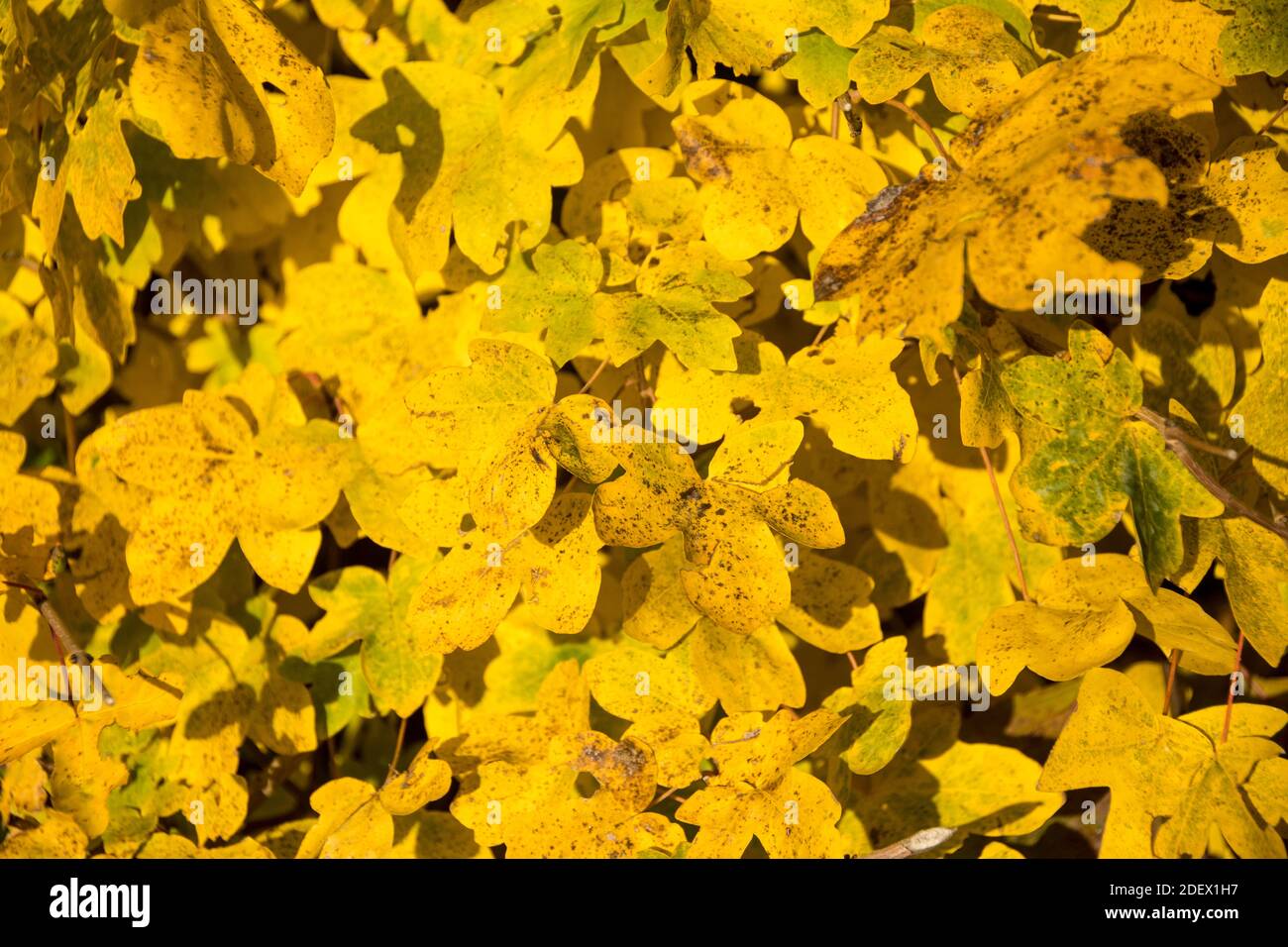 Autumn leaves of Acer campestre Stock Photo