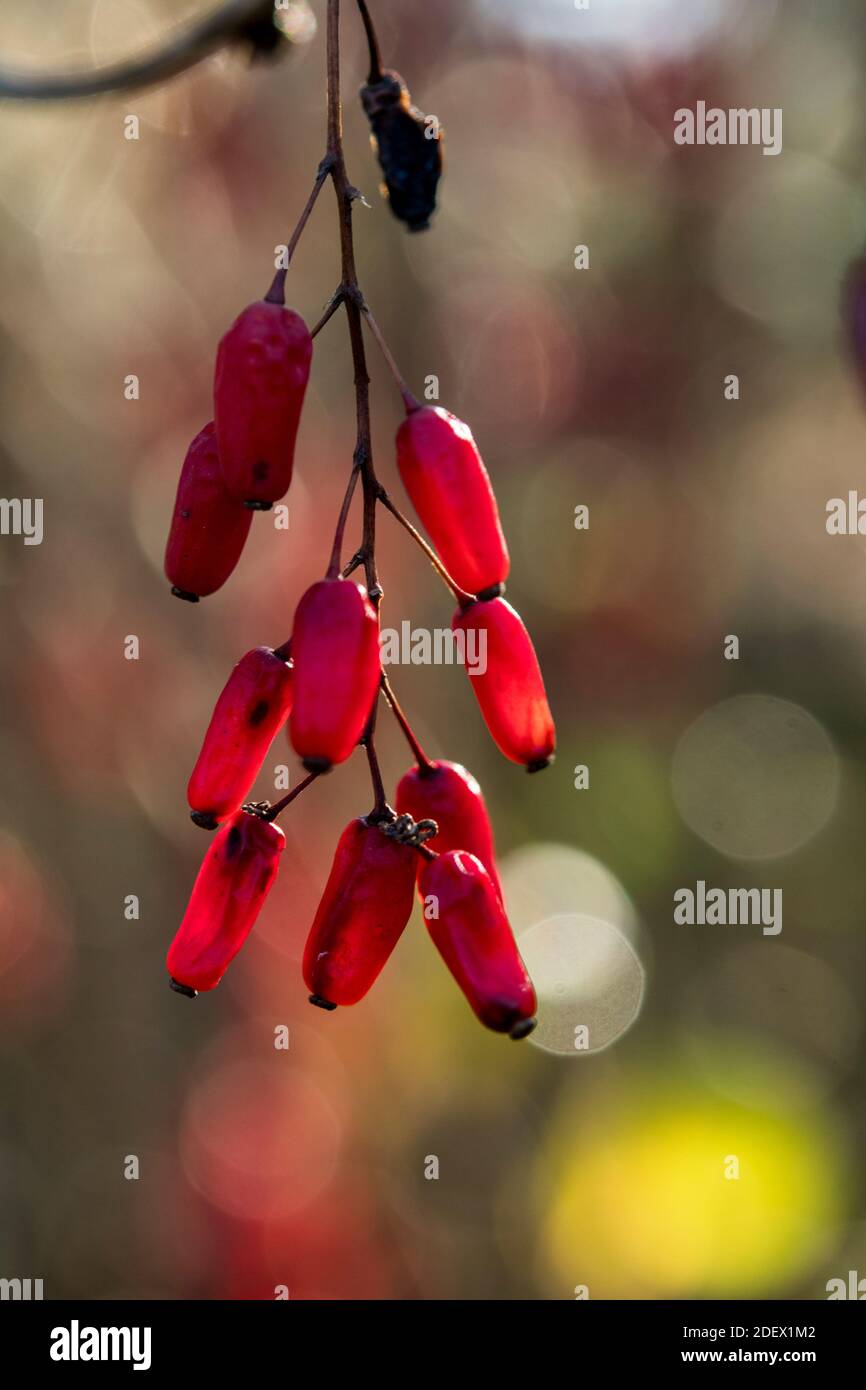 The red fruits of Berberis vulgaris Stock Photo