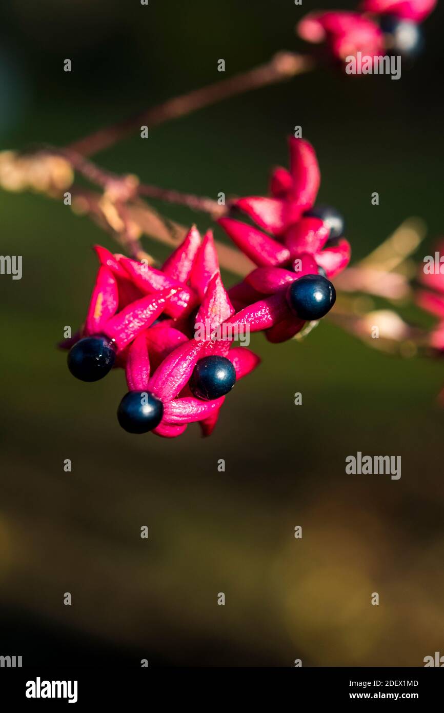 The fruits of Clerodendrum trichotomum var. fargesii Stock Photo