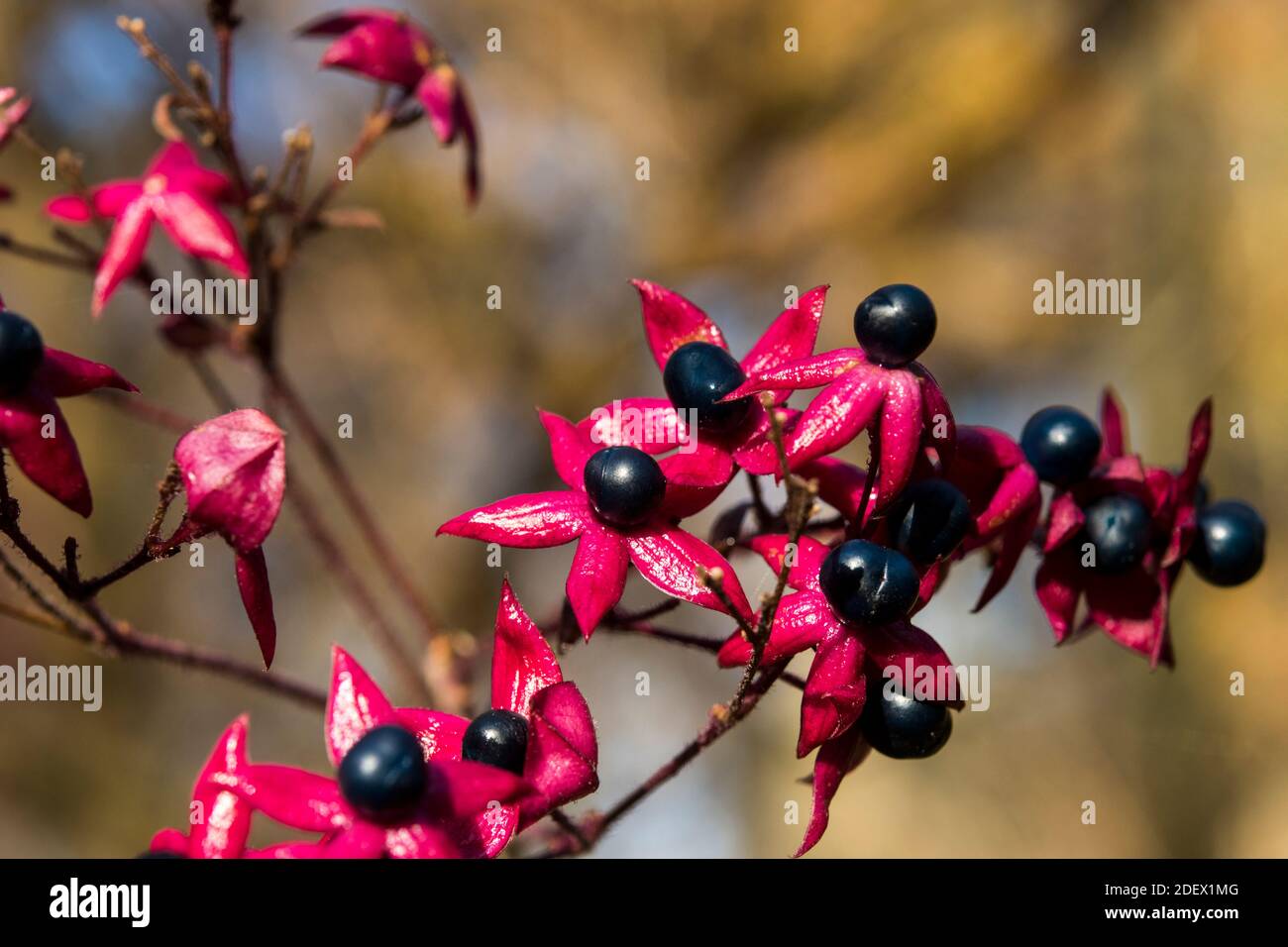 Berries of Clerodendrum trichotomum var. fargesii Stock Photo