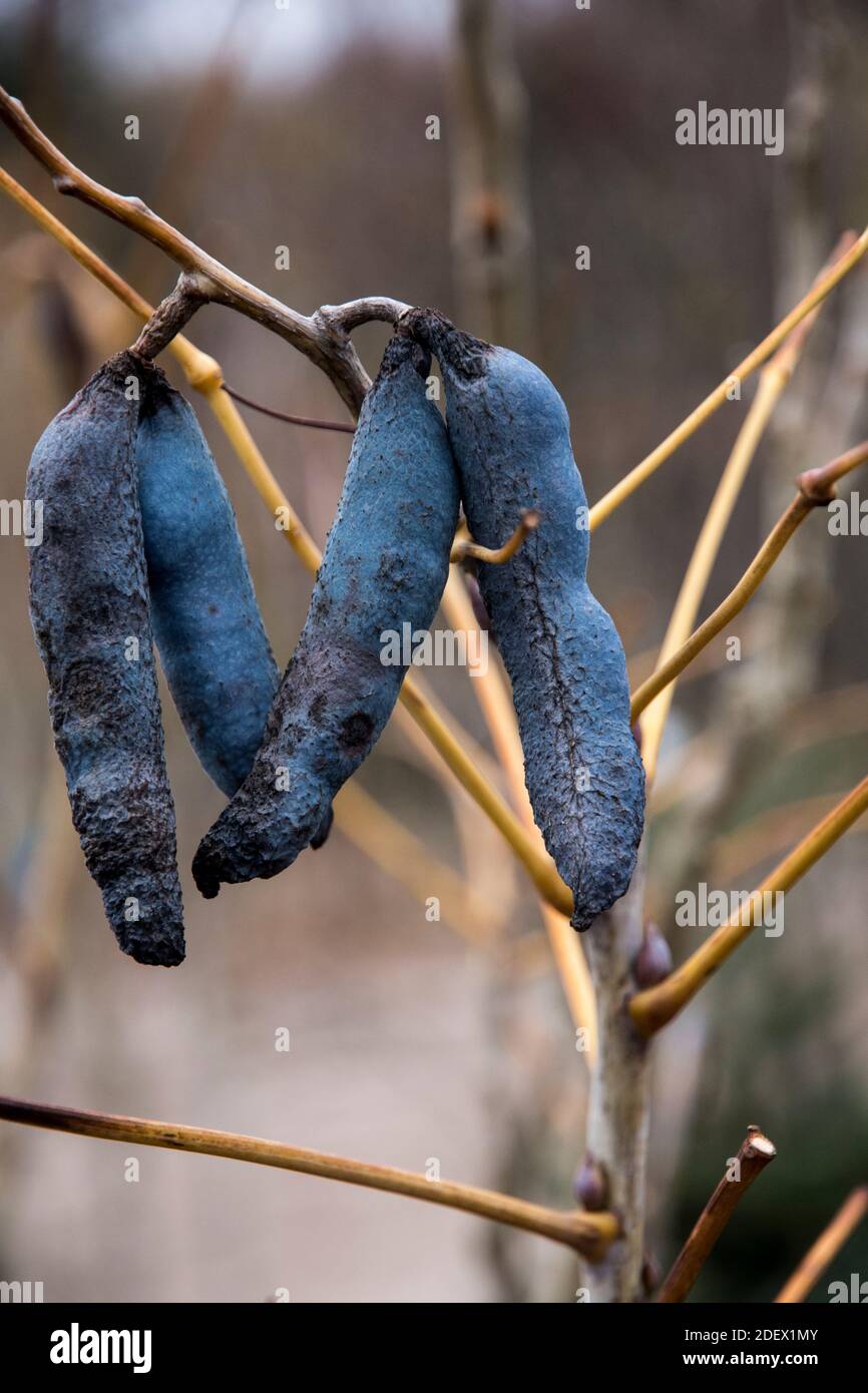 The blue fruits of Decaisnea fargesii Stock Photo