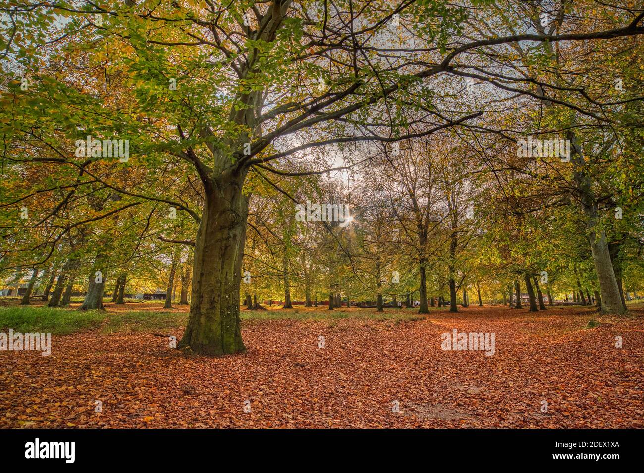 Jaegersborg Dyrehave in Autumn. A colorful foliage dominates the natural, stress free scene in a forest with the sunbeams peeping through the leaves Stock Photo