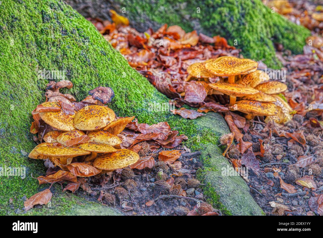 Pholiota Aurivella fungus or funguses closeup proliferate by a tree trunk with moss and foliage in autumn. Bunch of Golden Scalycap Mushroom or fungi Stock Photo