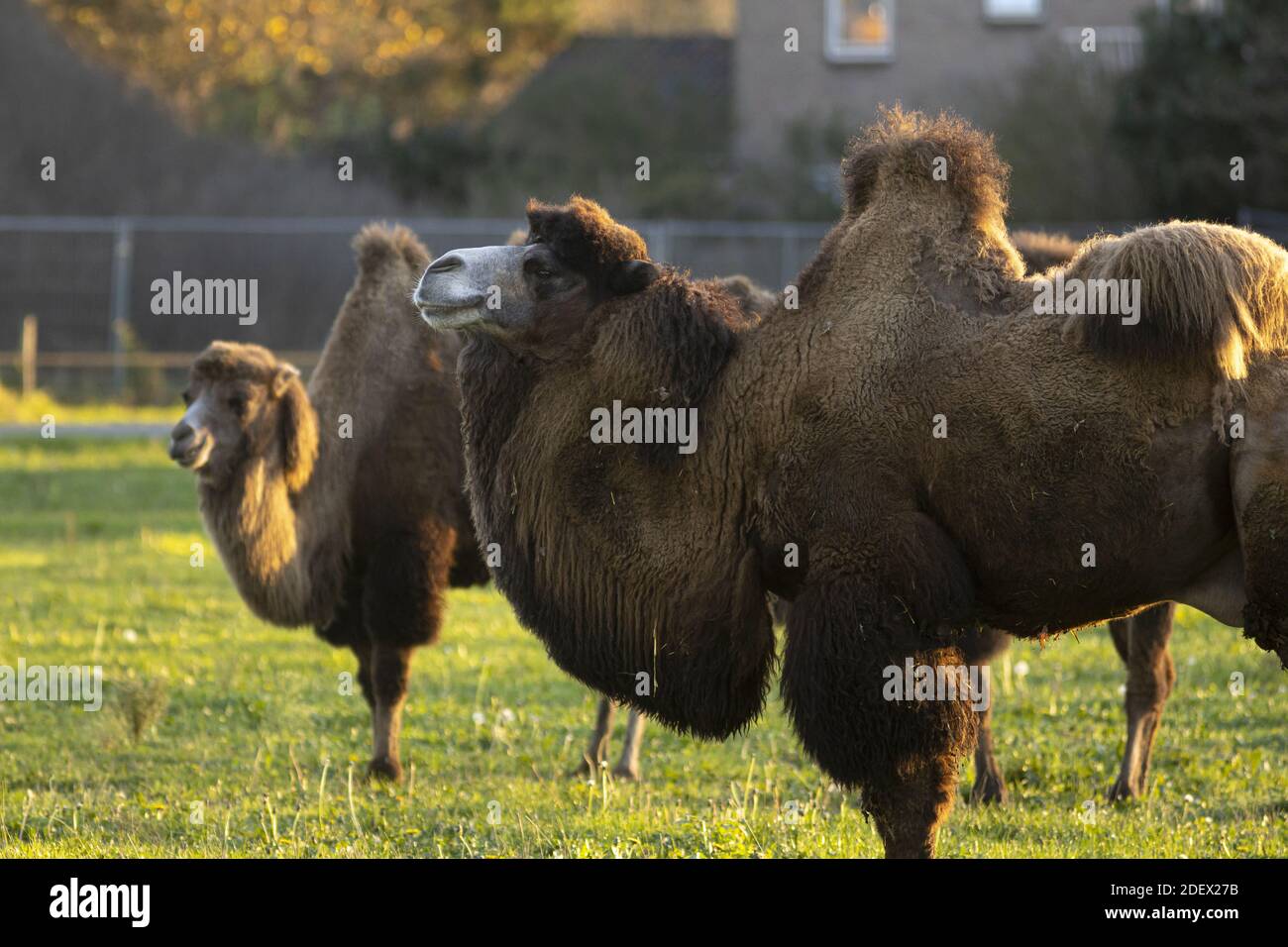 Holland Top Camel main image 0