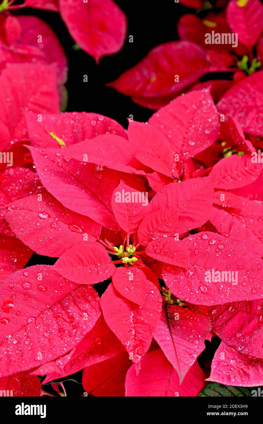 Poinsettia with red flowers. There are over 100 varieties of Poinsettias available, including pink, white, yellow, purple, salmon and multi-color. Stock Photo