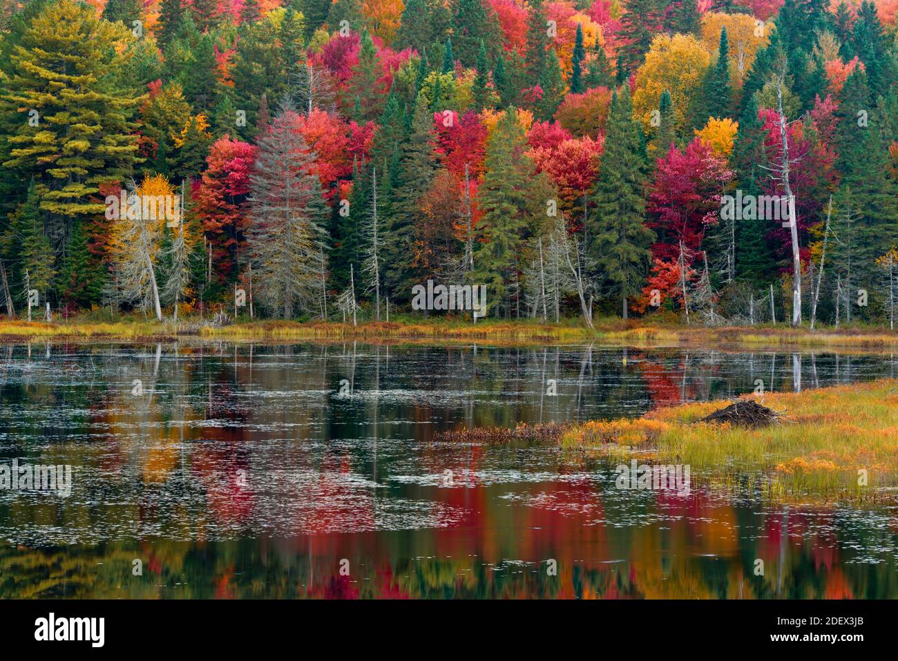 geography / travel, Canada, Beaver pond in autumn, Algonquin Provincial Park, Ontario, Additional-Rights-Clearance-Info-Not-Available Stock Photo