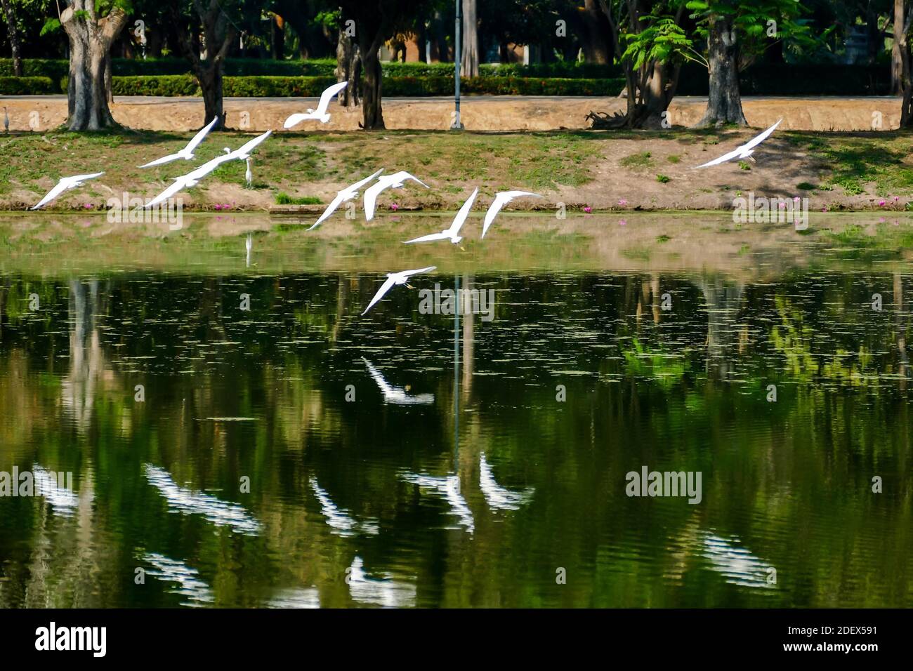 A flock of birds flying over a city park reflective pond water Stock ...