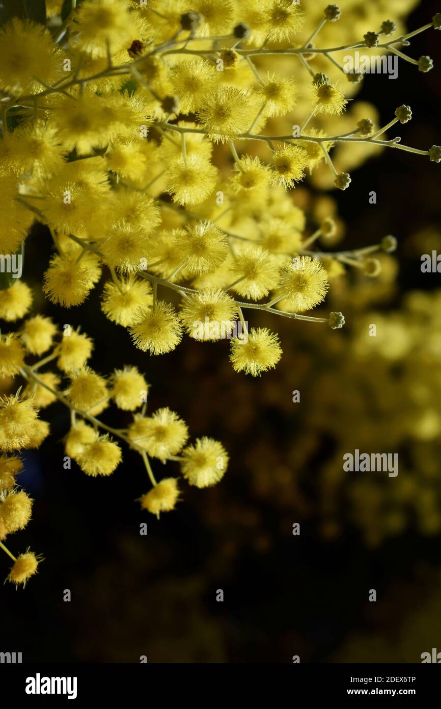 Yellow Pom Pom Blooms Stock Photo