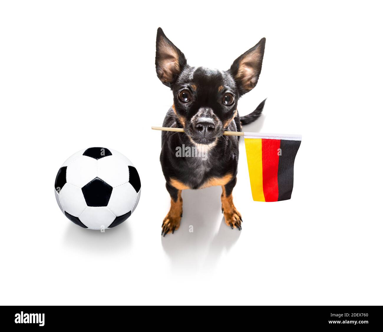 soccer football prague ratter dog playing with leather ball , isolated ...