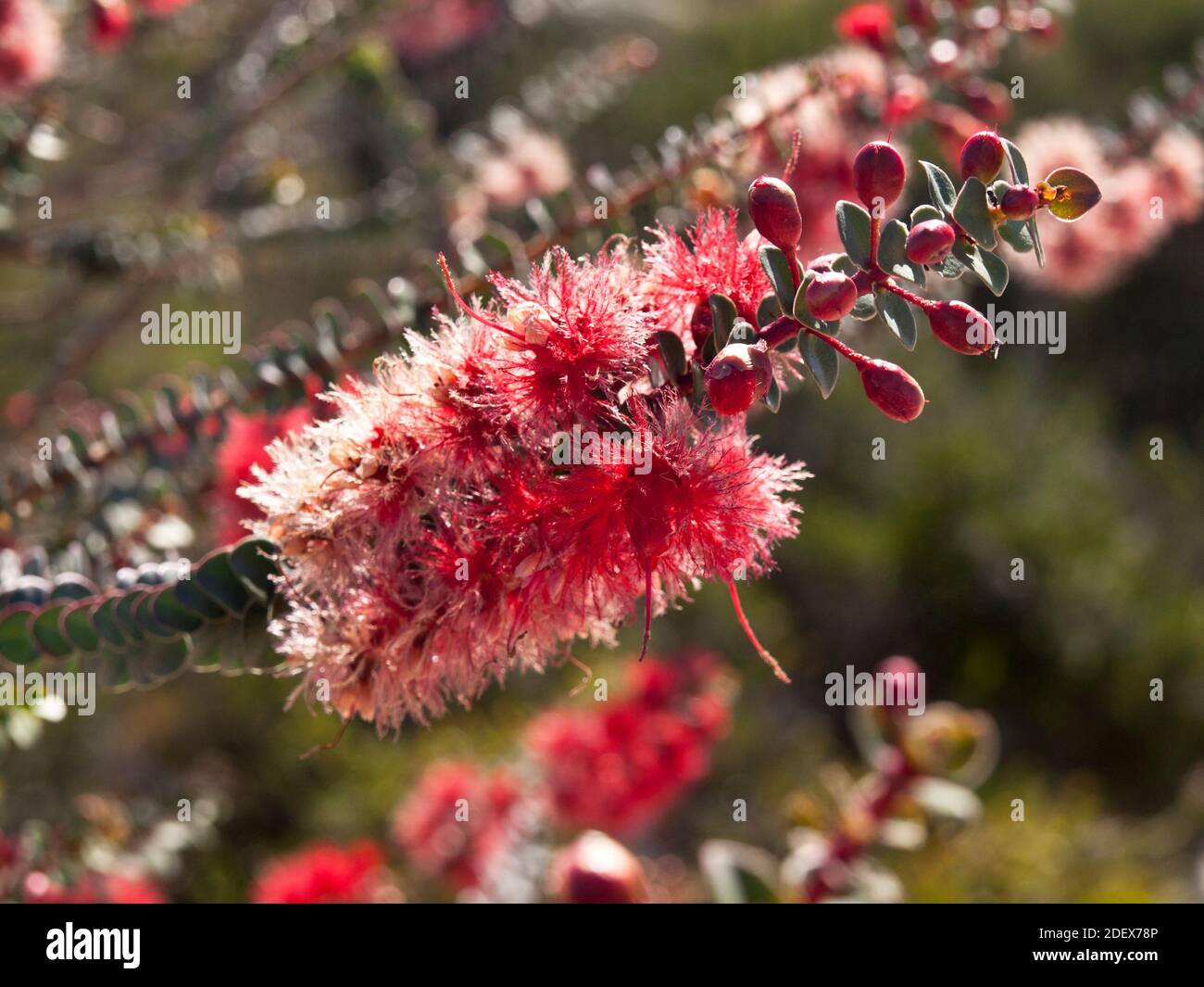 Closeup of Scarlet featherflowers (Verticordia grandis), Lesueur National Park, Western Australia. Stock Photo