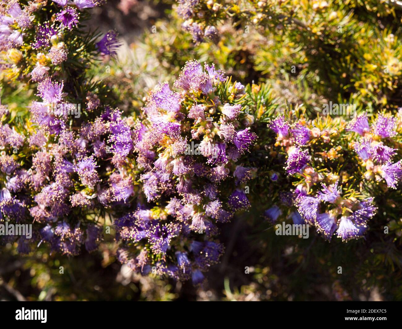 purple, gold-tipped flowers and spiky leaves of this Western Australian melaleuca endemic to Lesueur Naional Park. Stock Photo