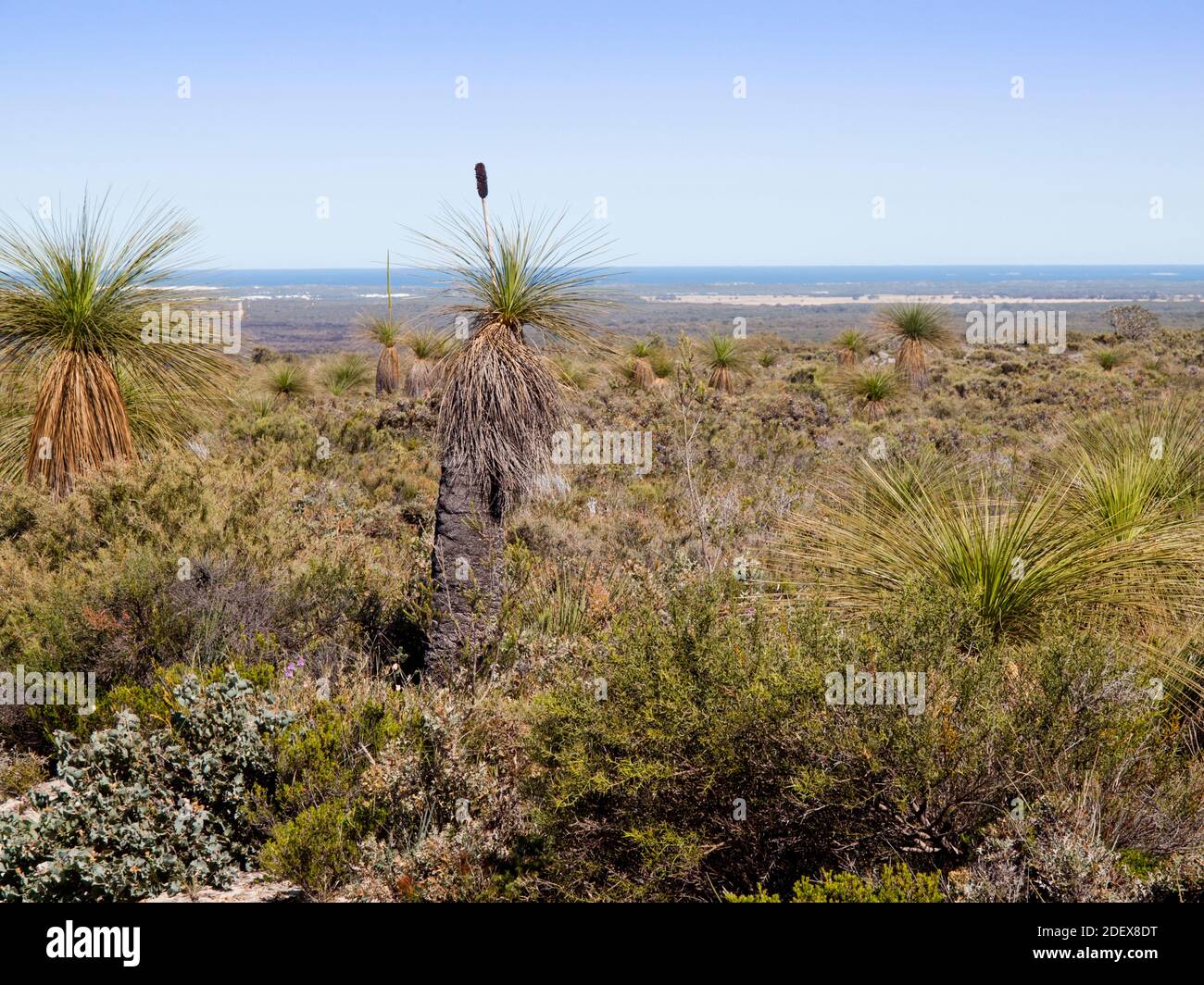 Grasstrees (Xanthorrhoea preissii) in Lesueur National Park with the Indian Ocean in the background, Turquoise Coast, Western Australia Stock Photo