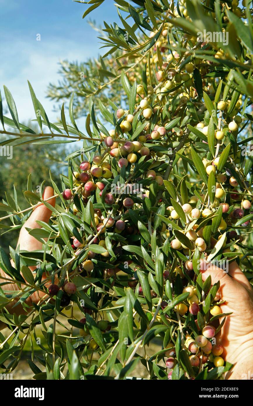 Hand holding olive branch hi-res stock photography and images - Alamy