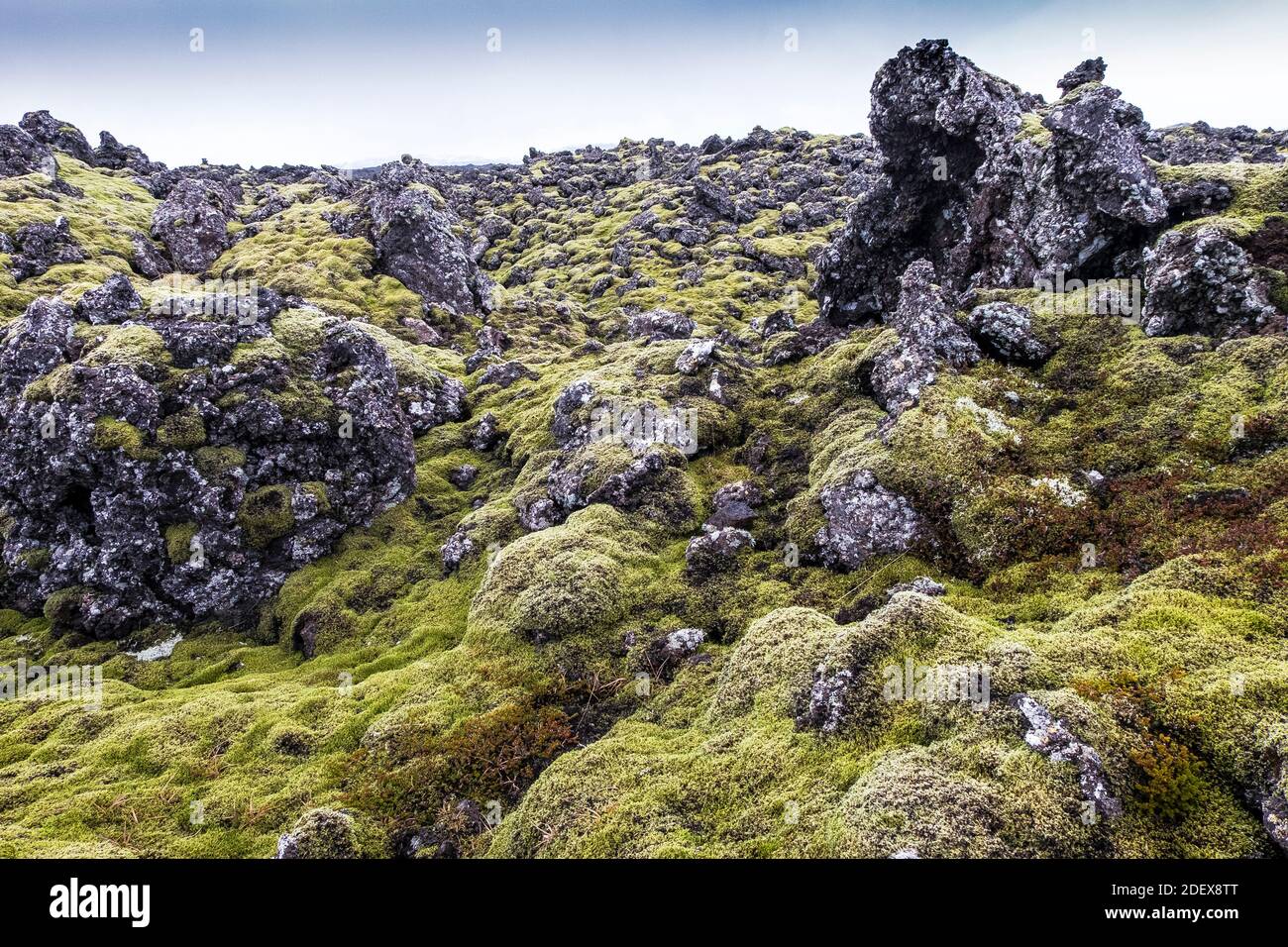 old lava fields of volcanic rock overgrown with Icelandic moss Stock Photo