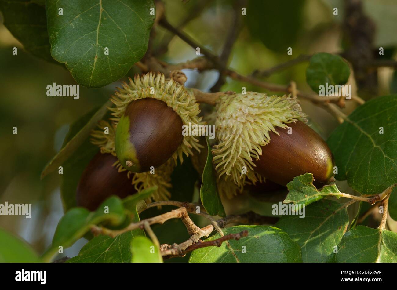 Three brown Cork Oak (Quercus suber) acorns and leaves amidst the tree foliage over a natural background. Arrabida Natural Park, Setubal, Portugal. Stock Photo