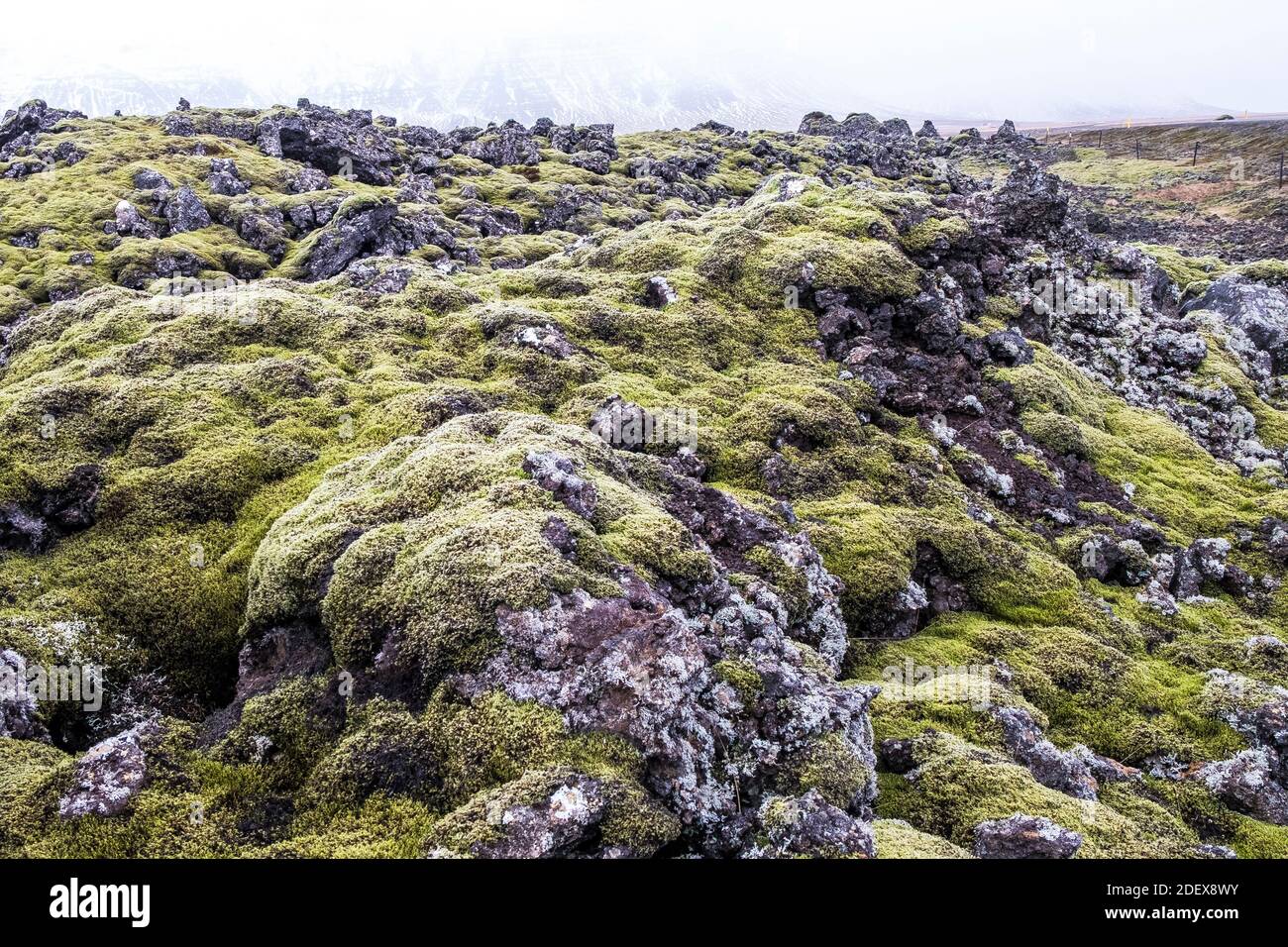 old lava fields of volcanic rock overgrown with Icelandic moss Stock Photo