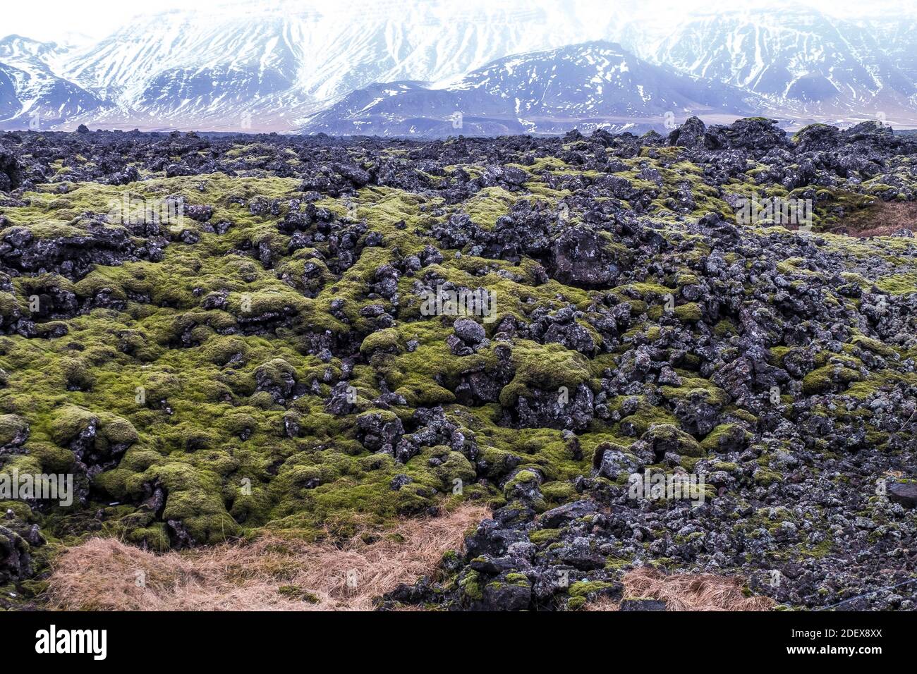 old lava fields of volcanic rock overgrown with Icelandic moss with mountain range in background Stock Photo