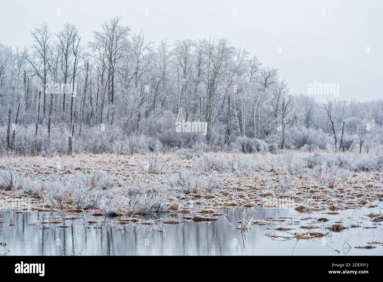 geography / travel, Canada, Wetland after severe ice storm near Barrie, Ontario, Additional-Rights-Clearance-Info-Not-Available Stock Photo