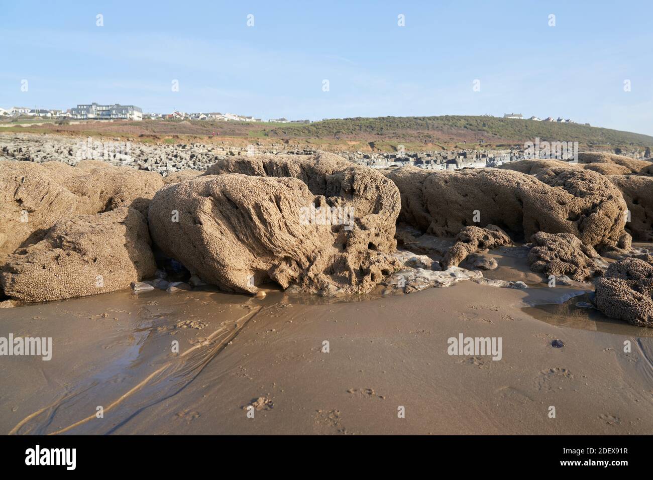 Fossilised coral at Ogmore-by-Sea, Wales Stock Photo
