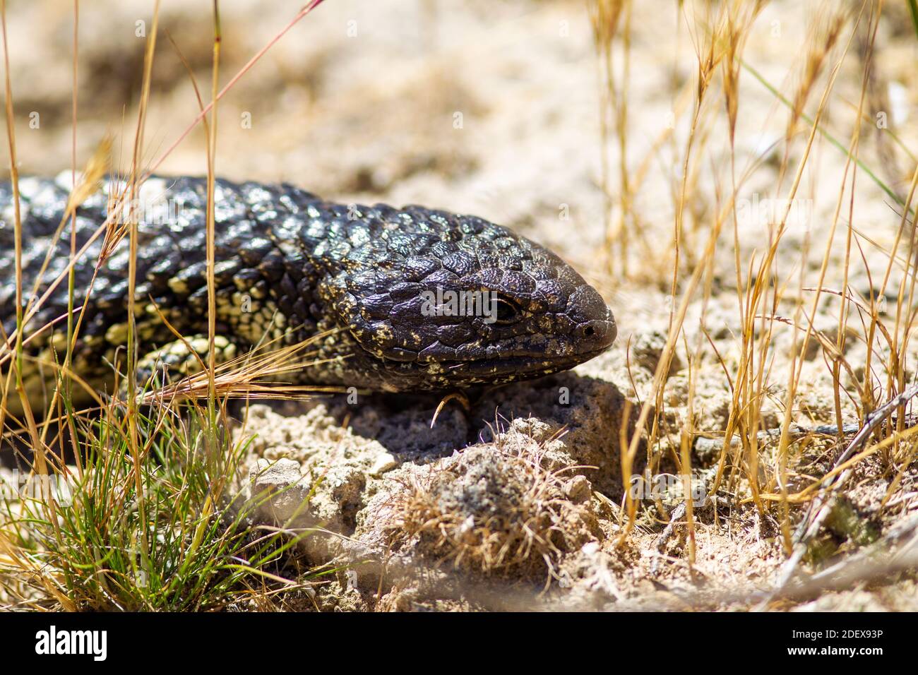 Stumpy point hi-res stock photography and images - Alamy