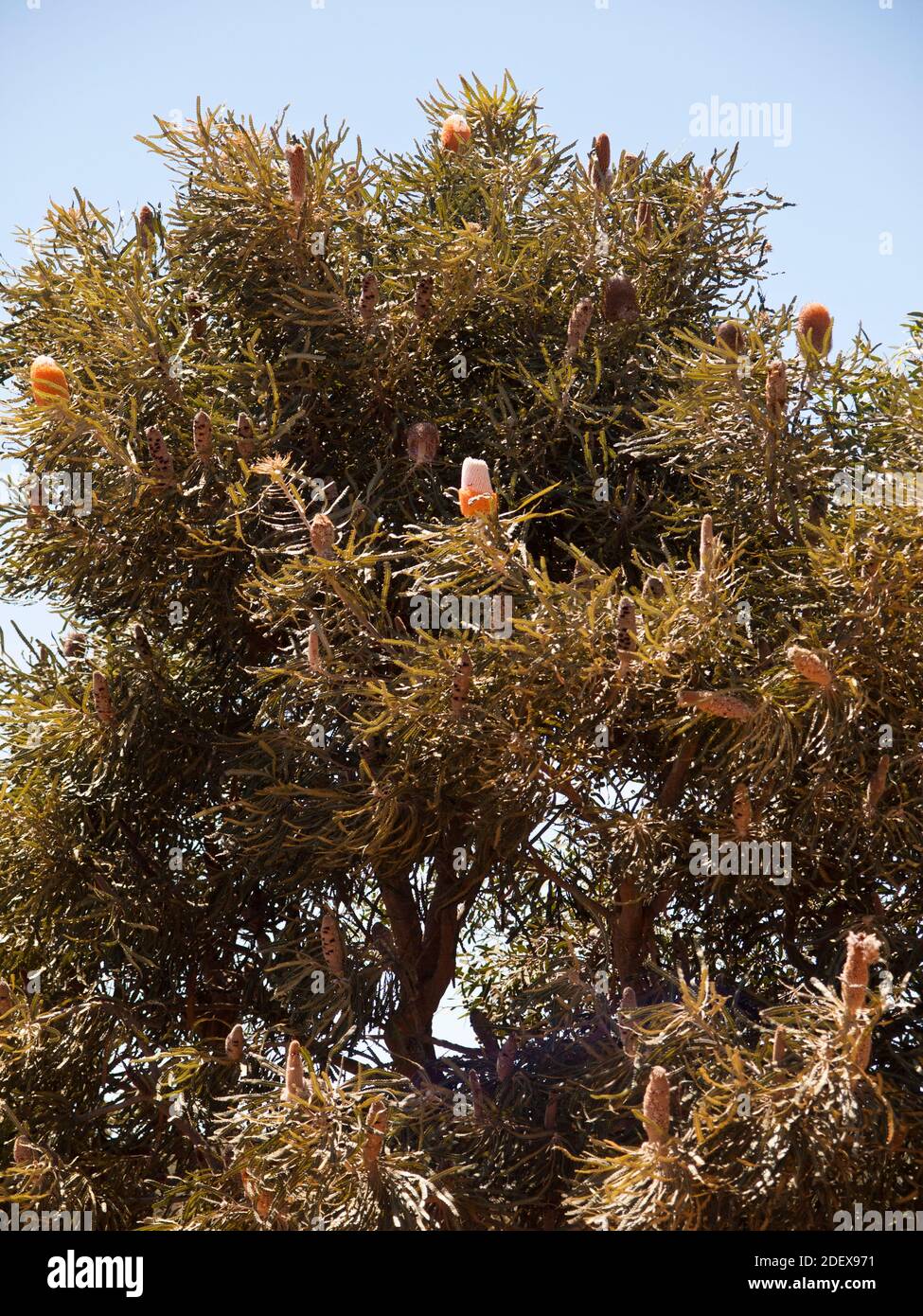 Orange Banksia (Banksia prionotes).also known as Acorn Banksia. Lesueur National Park, Western Australia Stock Photo