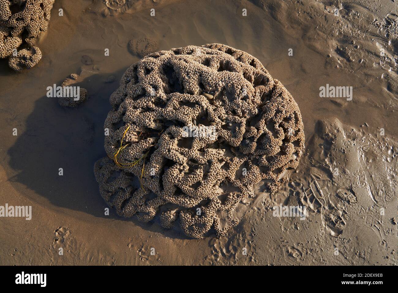 Fossilised coral at Ogmore-by-Sea, Wales Stock Photo