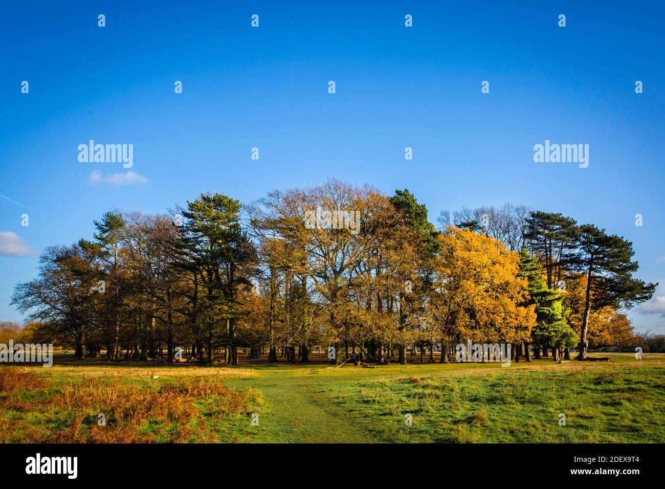A beautiful little copse situated inside Bushy Park in Surrey. Autumnal colours leading into winter. Stock Photo