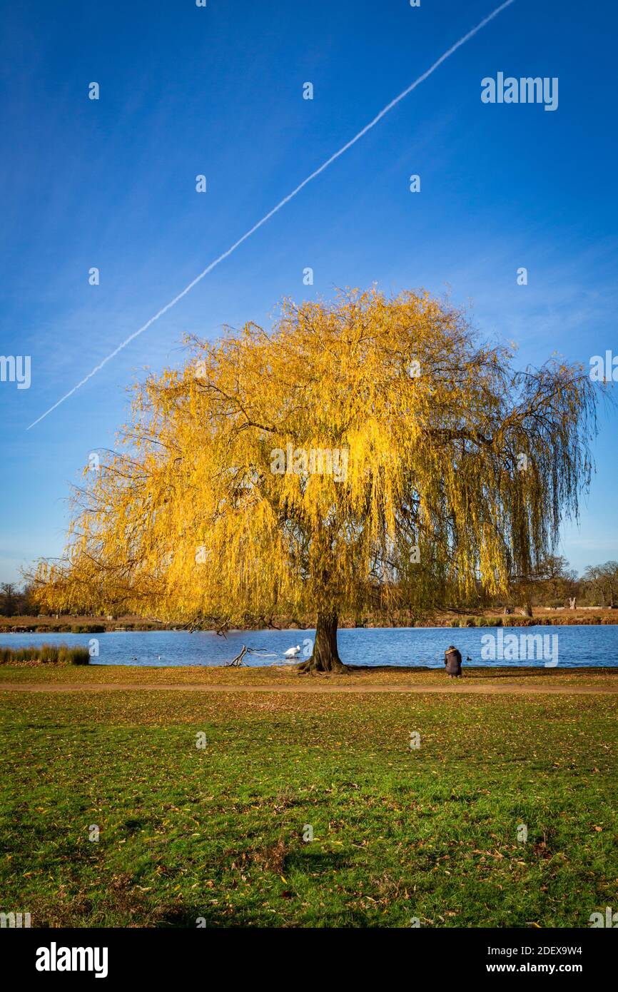 A beautiful Willow tree with vibrant golden yellow leaves next to a lake reflecting the blue sky in Bushy Park. Stock Photo
