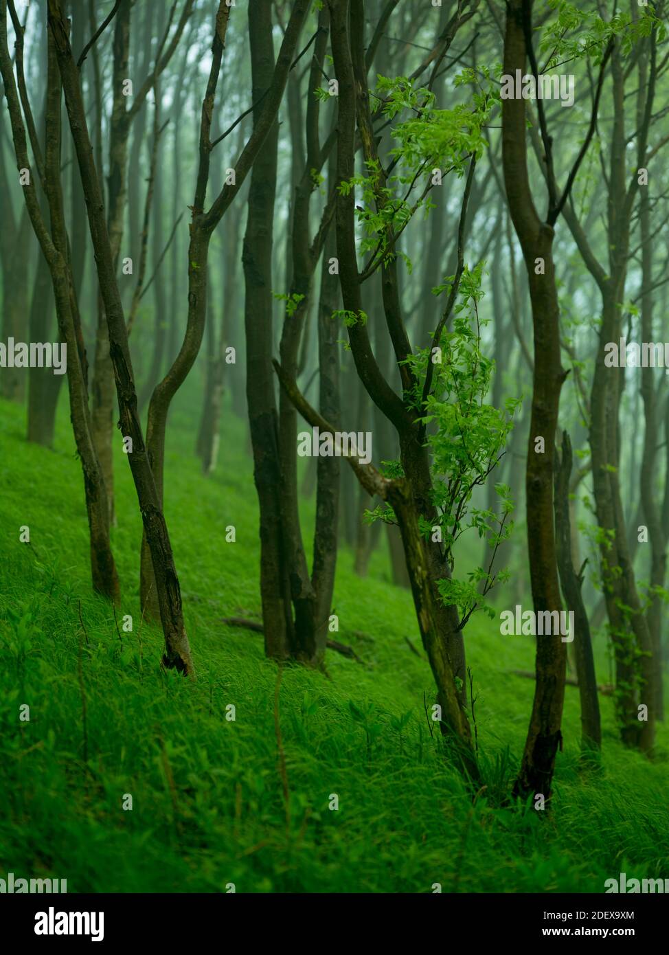 geography / travel, Germany, Saxony, landscapes, forest at Baerenstei, Additional-Rights-Clearance-Info-Not-Available Stock Photo
