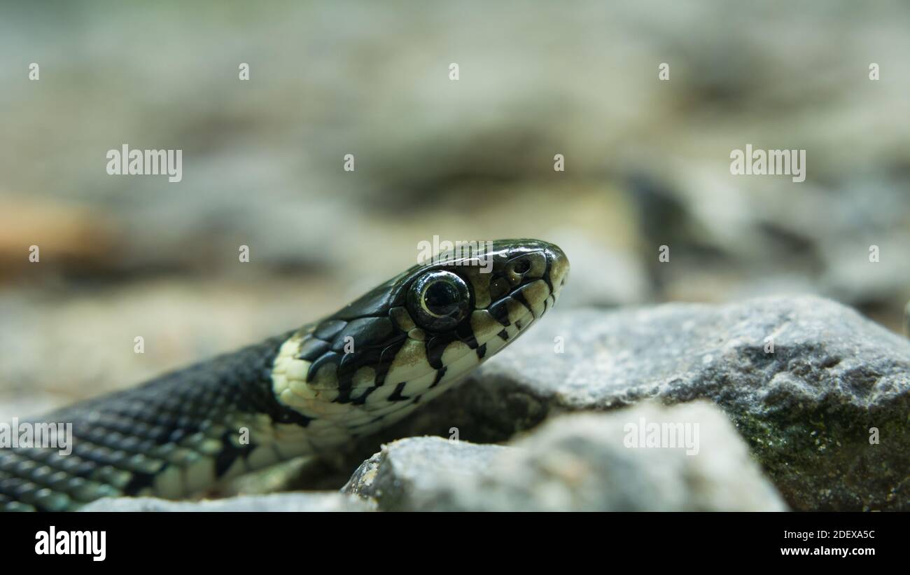 Head of the grass snake with a big eye, closeup Stock Photo