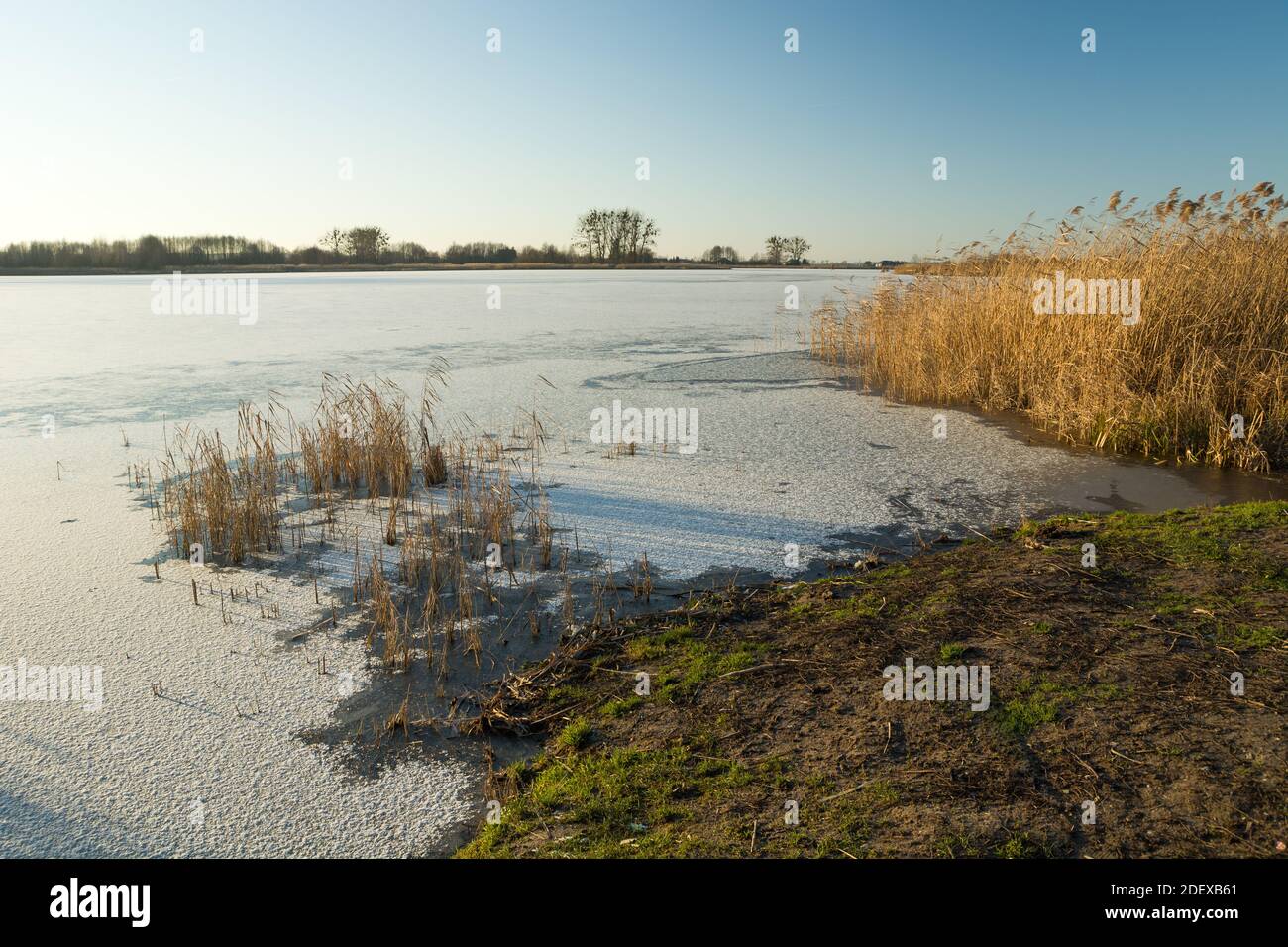 Shore of a frozen lake with reeds and the sky, winter sunny day Stock Photo