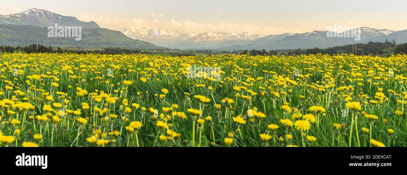 Yellow flowers meadow and beautiful view to snow covered mountains. Evening sunset light and alpenglow. Kempten, Bavaria, Alps, Allgau, Germany. Stock Photo