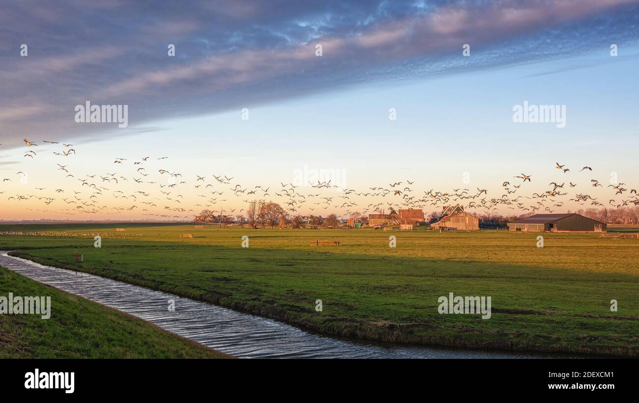 Flocks of geese above the island of Marken in The Netherlands Stock Photo