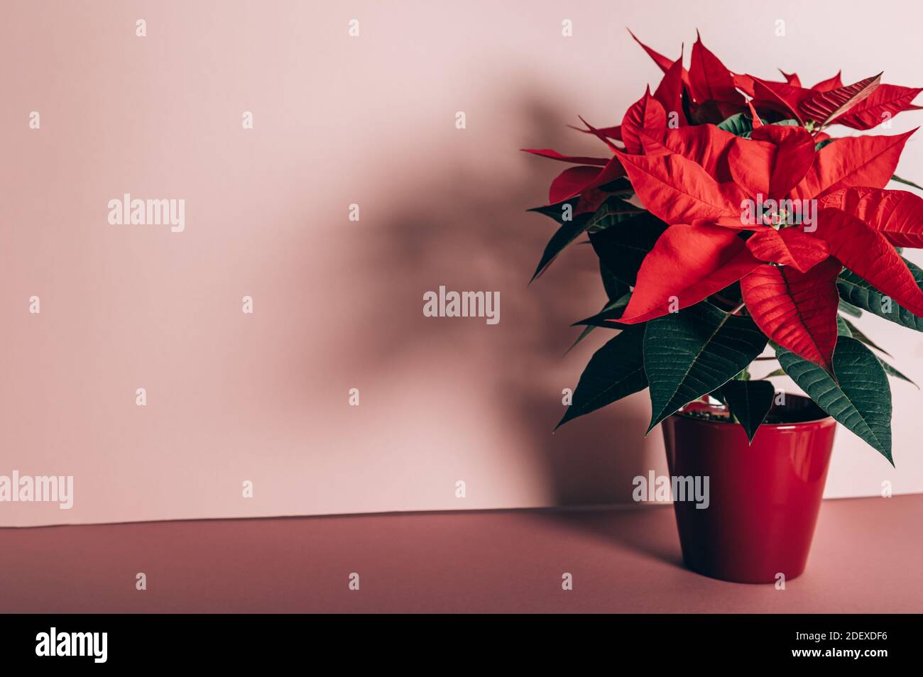 Christmas Poinsettia in ceramic pot Stock Photo Alamy