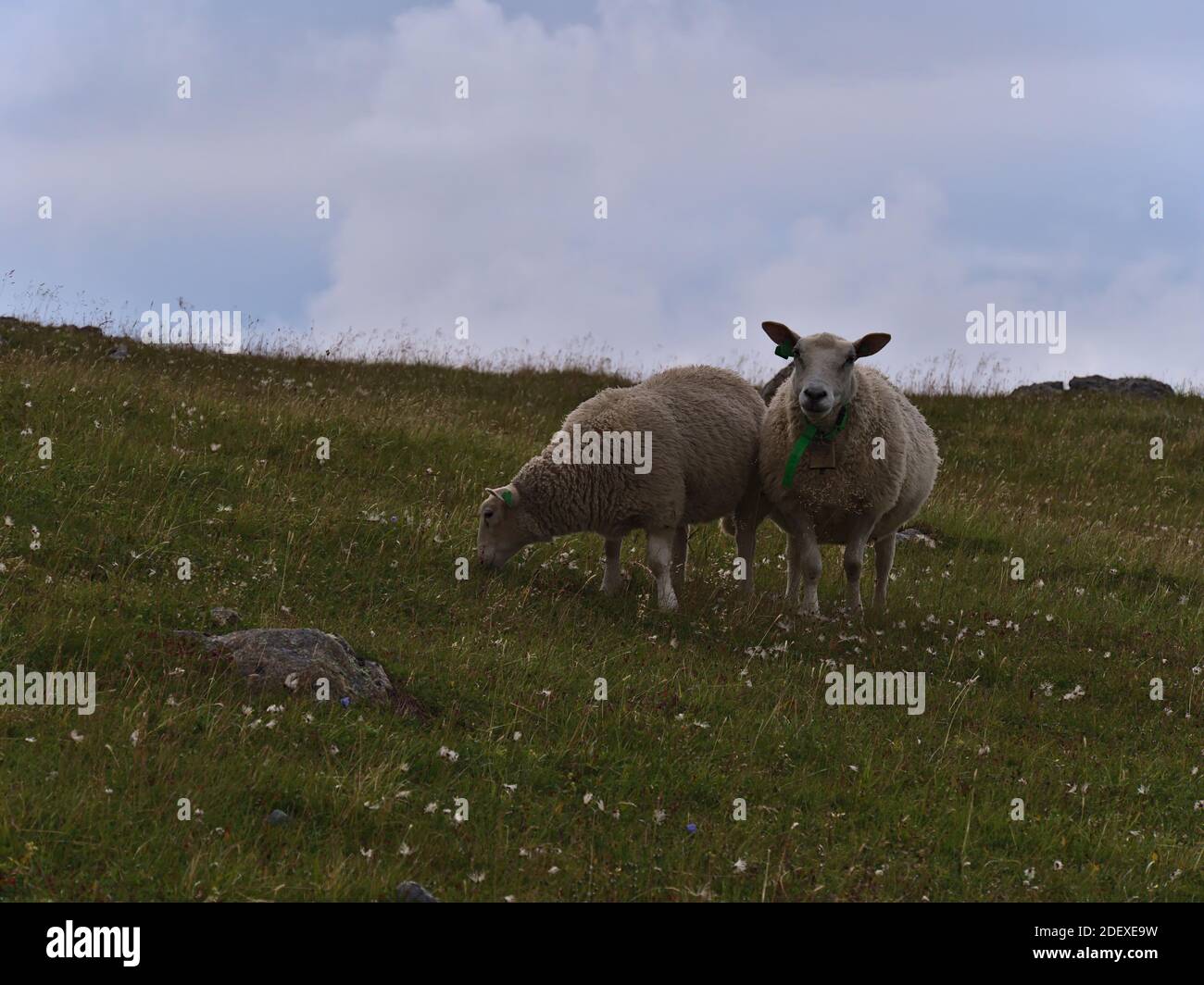 View of two cute grazing sheep, one looking at camera, with green colored collar and bell on meadow with flowers near Andenes, Andøya, Norway. Stock Photo