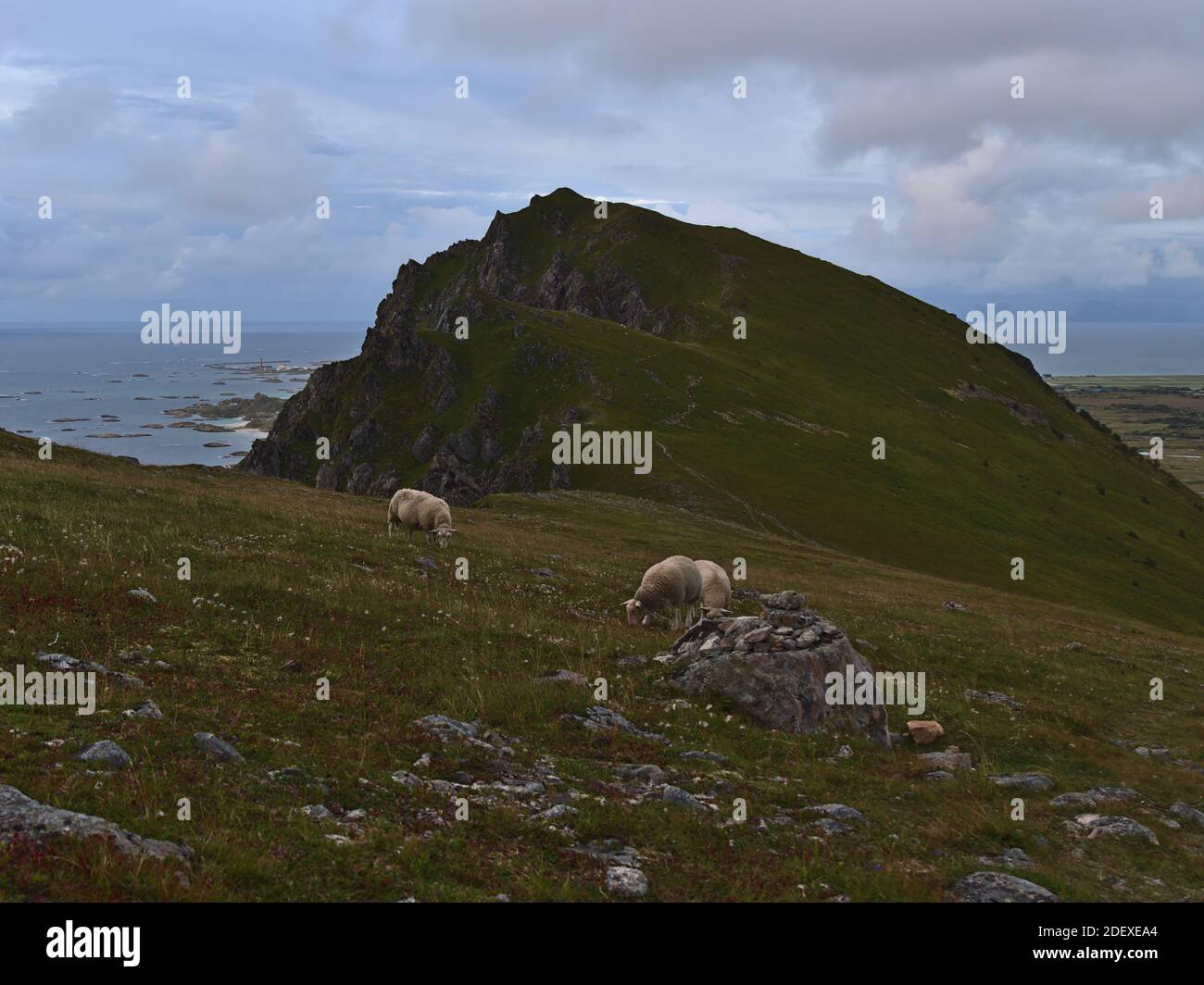 Small flock of sheep grazing on rocky meadow with green grass on mountain near Andenes, Andøya island, Vesterålen in northern Norway on cloudy day. Stock Photo