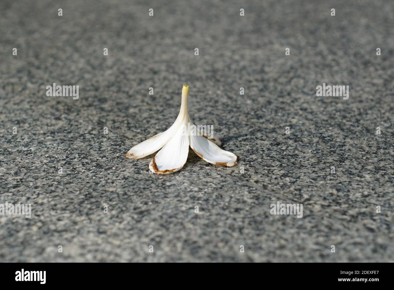 A white flower fall on the grounds. Stock Photo
