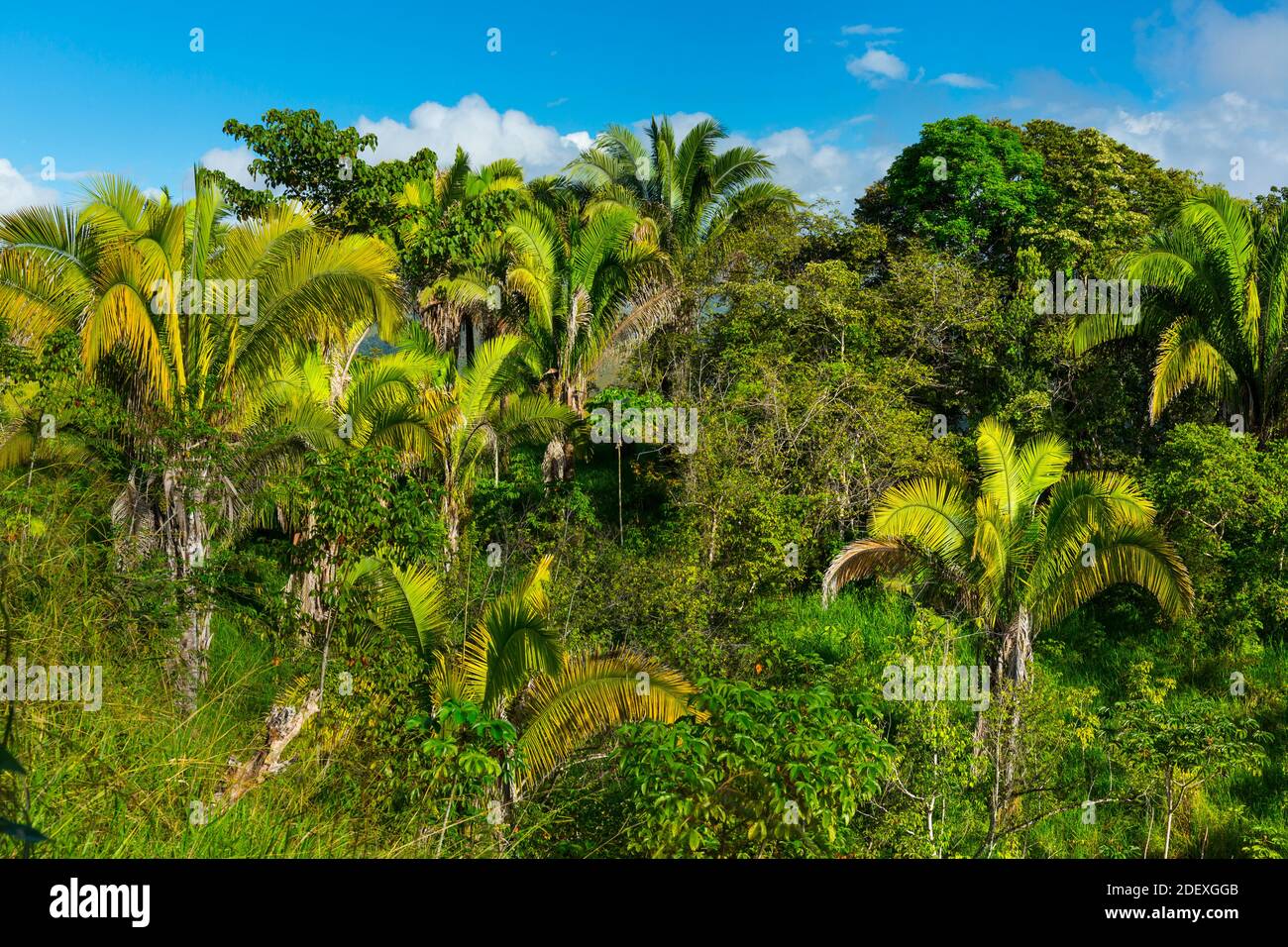 Boruca (also known as the Brunca or the Brunka) indigenous people