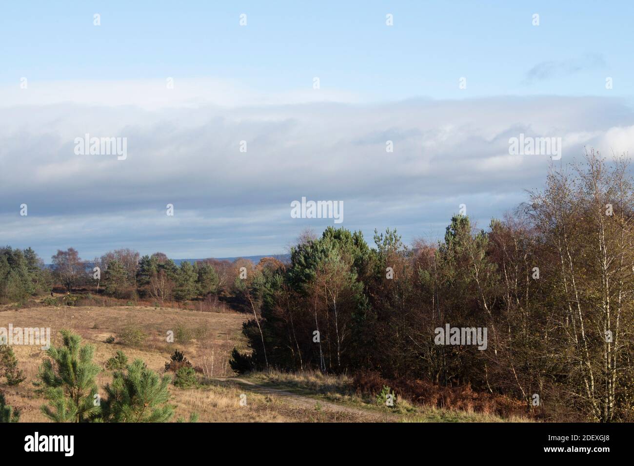 View of evergreen and silver birch trees with blue sky and white clouds in Fives area of Cannock Chase, Staffordshire Stock Photo