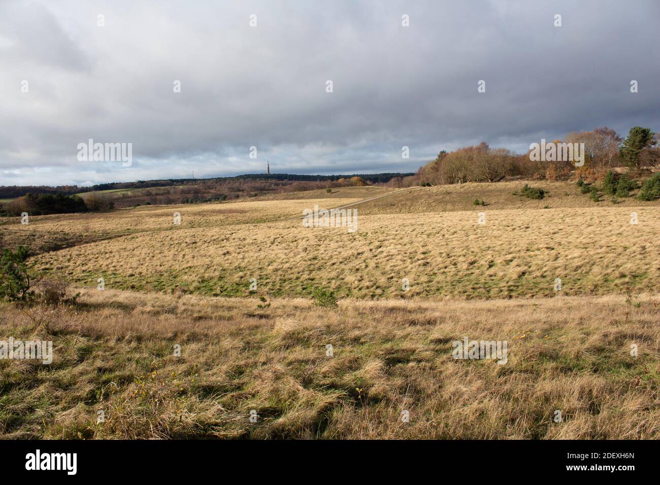 Fives area (near Cannock Chase Enterprise Centre) of Cannock Chase looking towards Pye Green Tower with large grass expanse in foreground. Stock Photo