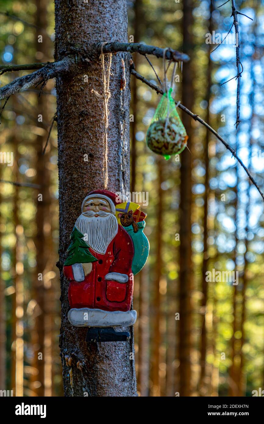 Ein Nikolaus hängt an einem Baum mitten im Wald, unter einem Meisenknödel. Santa Claus hang on a tree in the forest. Christmas decoration Stock Photo