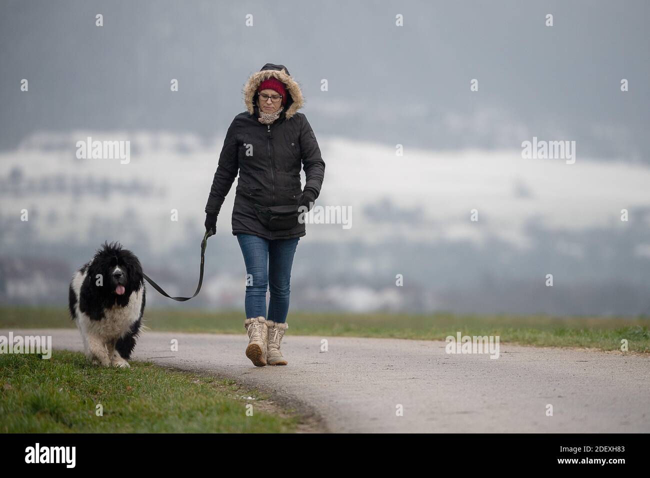 Dettingen Unter Teck, Germany. 02nd Dec, 2020. Corinna takes her Newfoundlander Emma for a walk along a path. In the background there is snow on the rise of the Swabian Alb. Credit: Sebastian Gollnow/dpa/Alamy Live News Stock Photo