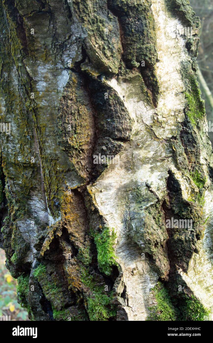 Rough bark of a silver birch tree with moss and lichen Stock Photo