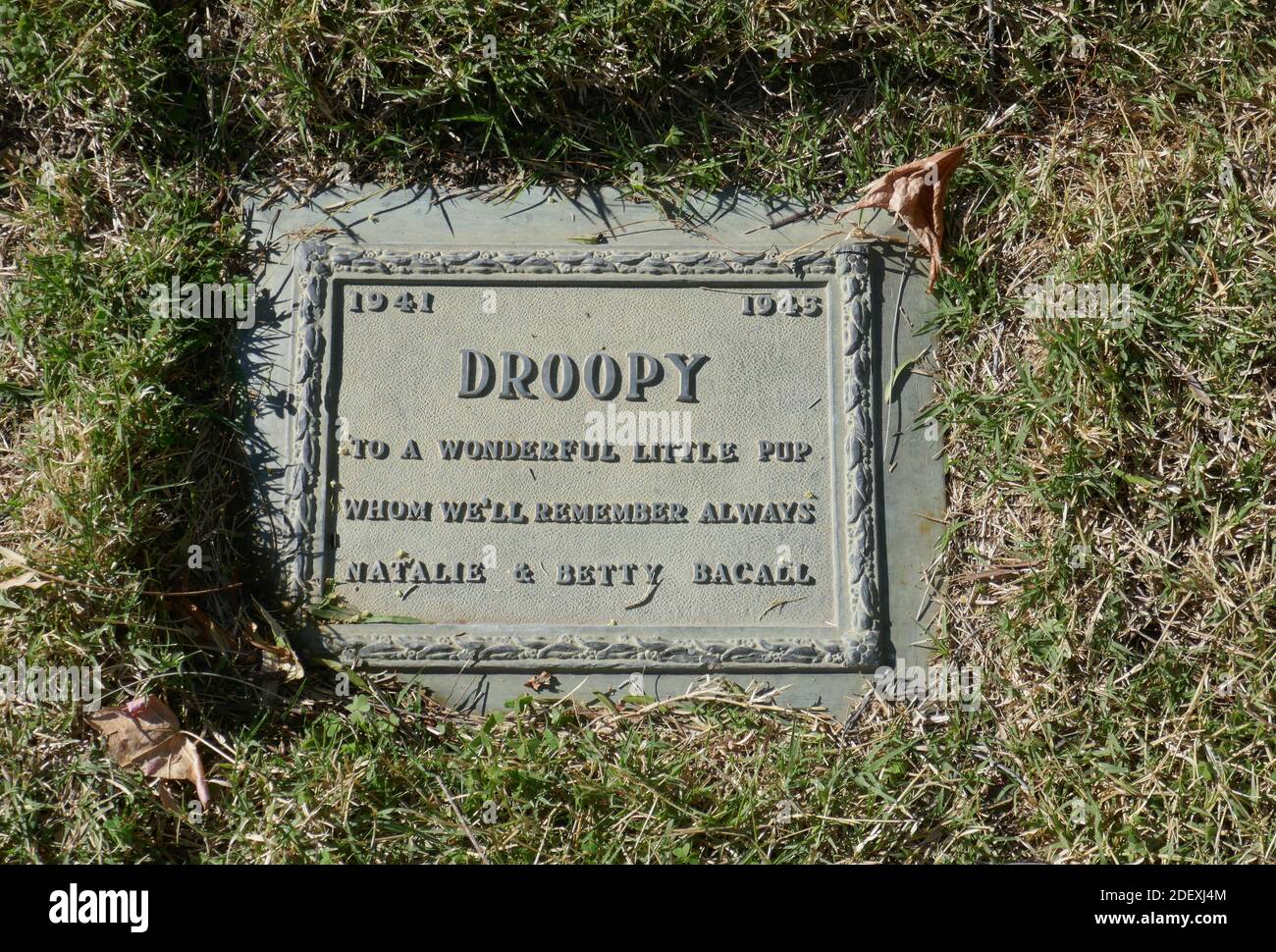 Lauren bacall humphrey bogart dog hires stock photography and images