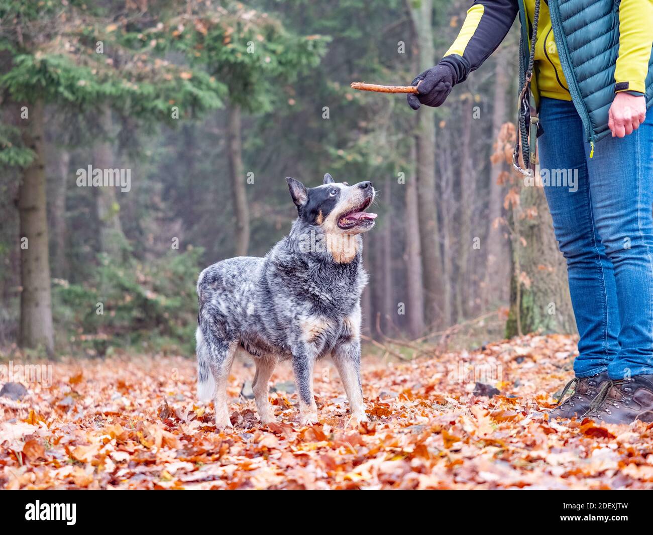 Blue heeler loves games and fooling around with human friends. He plays