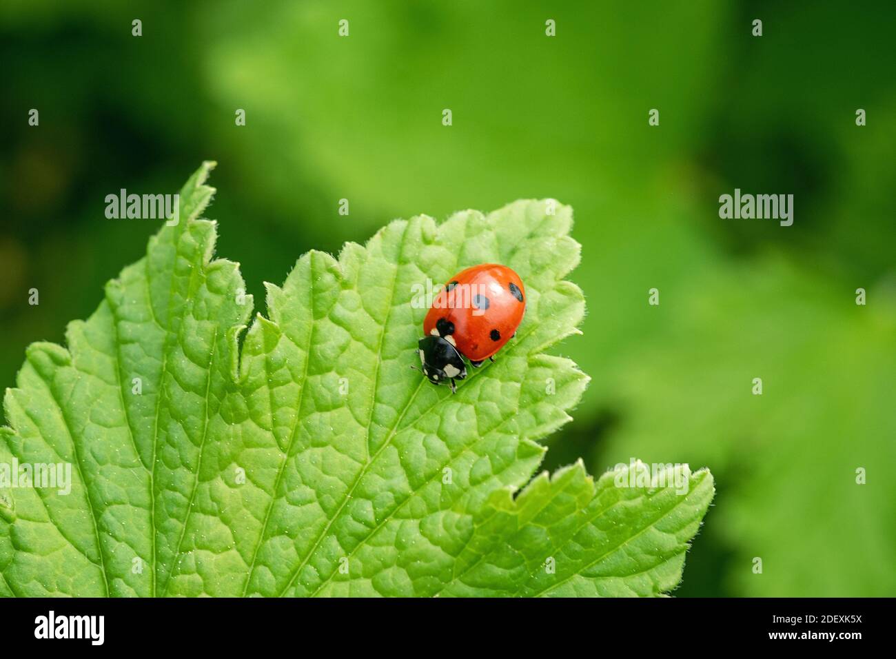 Beautiful red ladybug on leaf defocused background - Image Stock Photo