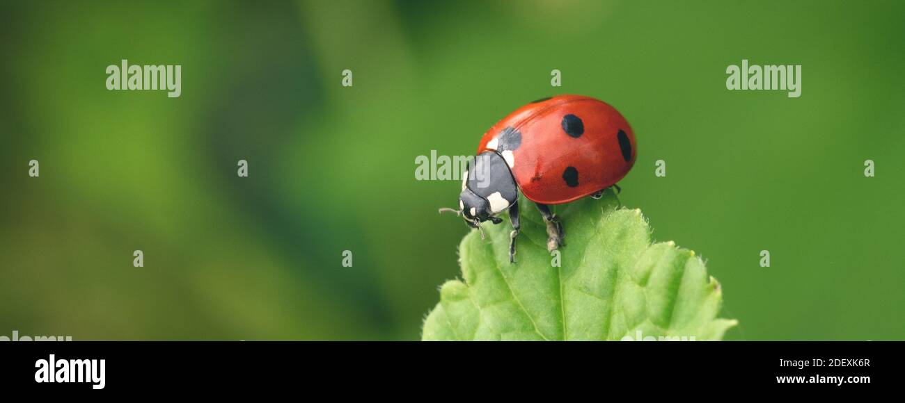 Macro Ladybug on green leaf. Beautiful nature background - Image Stock Photo