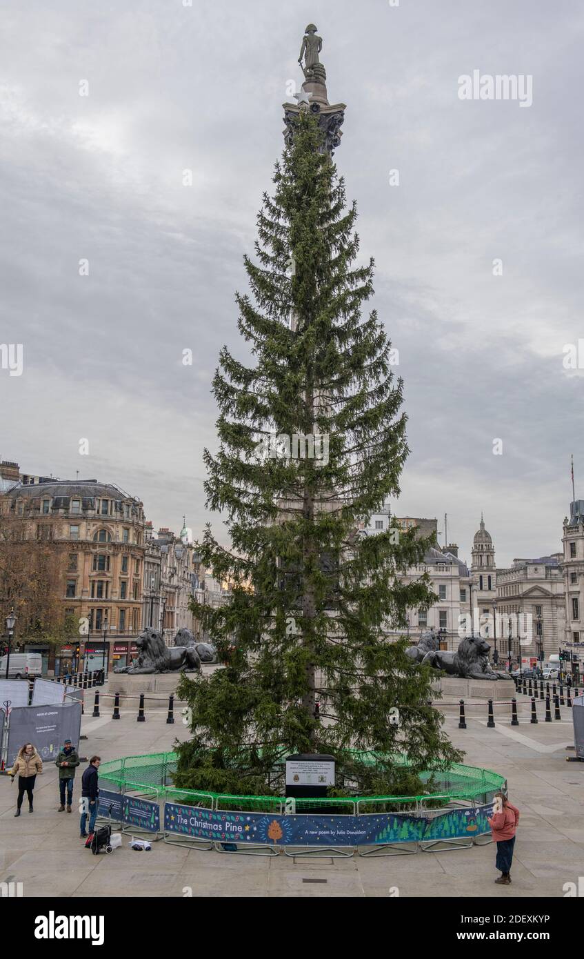 trafalgar square london uk 2 december 2020 organisers make last minute adjustments to the christmas tree in trafalgar square gifted annually by the city of oslo since 1947 before a low key
