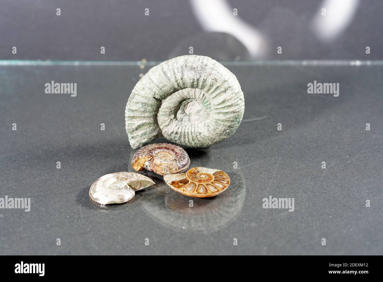 A selective focus closeup of ammonite fossils on a glass table Stock Photo