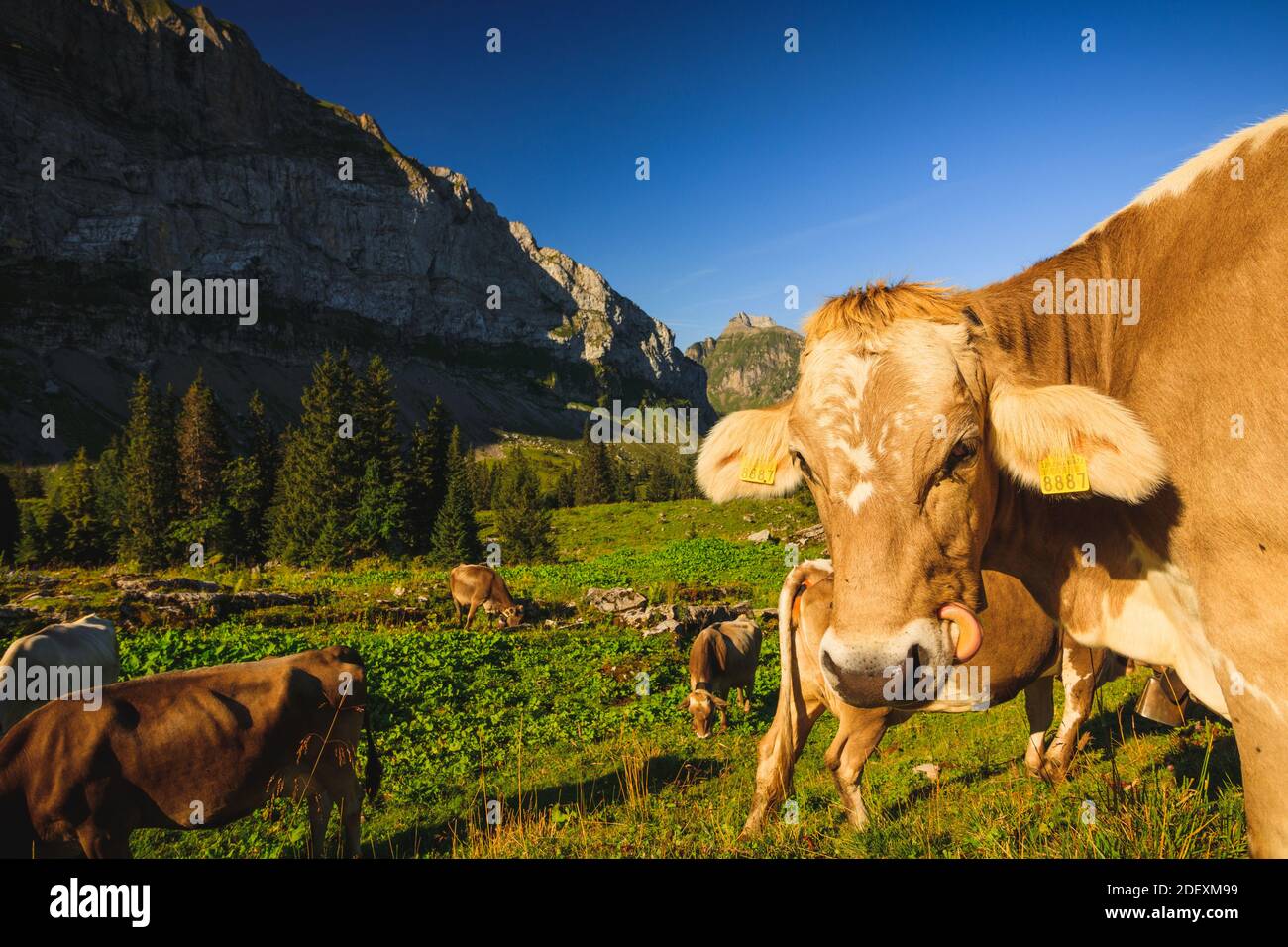 alm cow Stock Photo